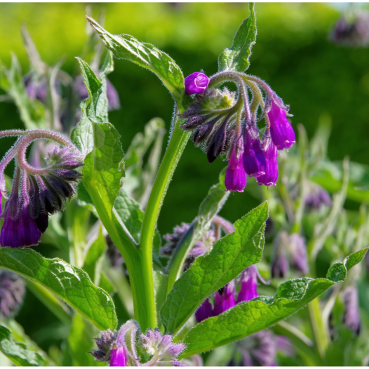 Smeerwortel Bocking 14