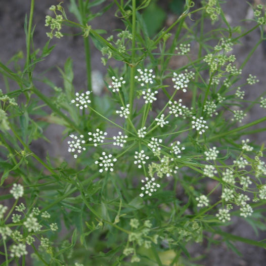 Anijs groen