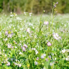 Bladrammenas (groenbemester) Bladrammenas (groenbemester)