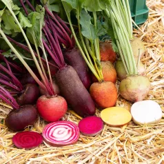 Mélanges de betteraves bio - Semailles Mélanges de betteraves bio - Semailles