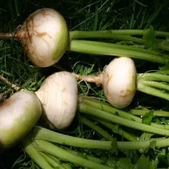Navet hâtif "Blanc plat de mai" Navet hâtif "Blanc plat de mai"