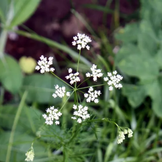 Grondkastanje Grondkastanje