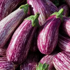 Aubergine Listada de Gandia Aubergine Listada de Gandia