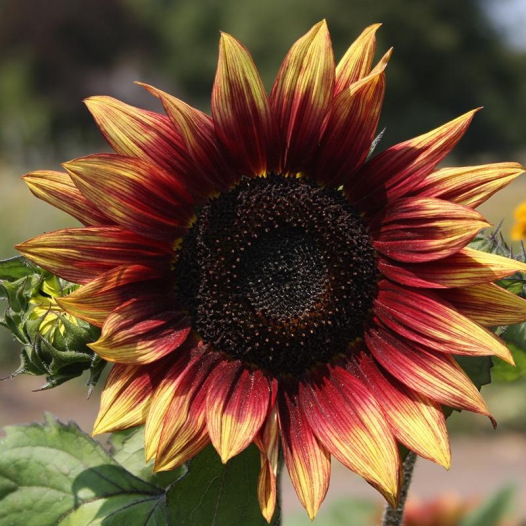 Tournesol Moyen Rouge