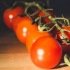 Tomate Gardener's delight