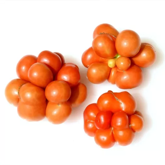 Tomate voyage bio - Semailles
