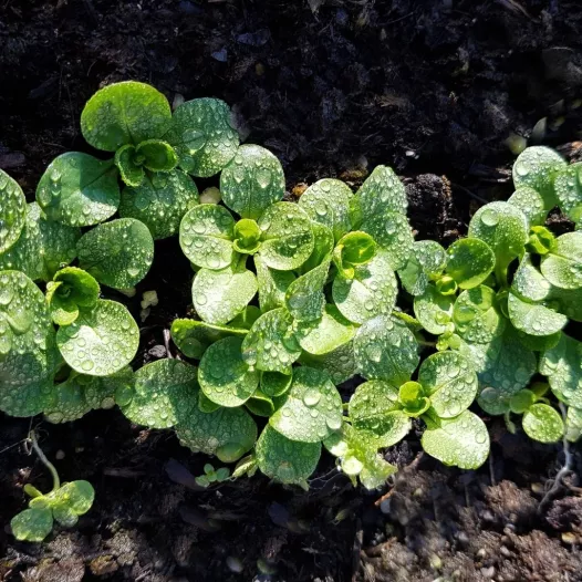 Mâche à Grosse graine Mâche à Grosse graine