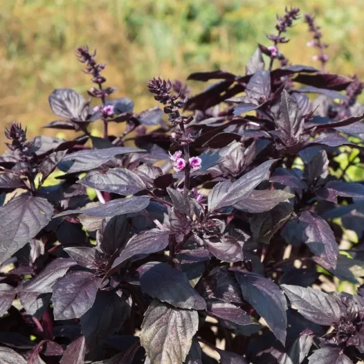 Basilic pourpre bio - Aromatique - Semailles