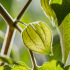 Physalis Cerise de terre