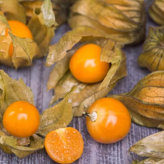 Physalis Cerise de terre Physalis Cerise de terre