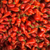 Piment Biquinho rouge