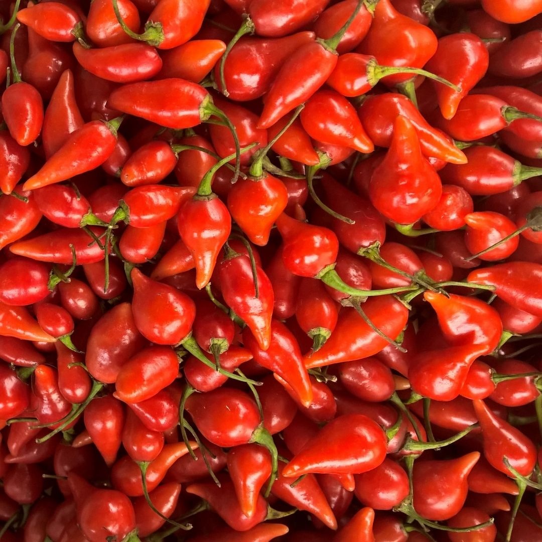 Semences bio de Piment Biquinho Rouge