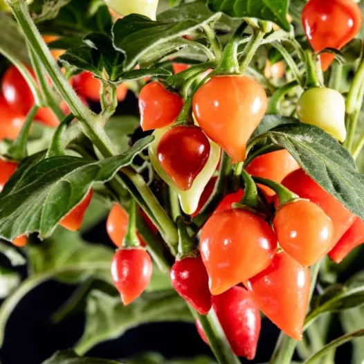 Piment Biquinho Rouge