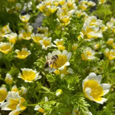 Limnanthes Limnanthes