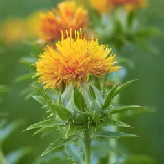 Carthame - Fleurs - Semailles Carthame - Fleurs - Semailles