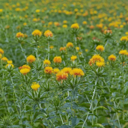 Carthame - Fleurs - Semailles Carthame - Fleurs - Semailles