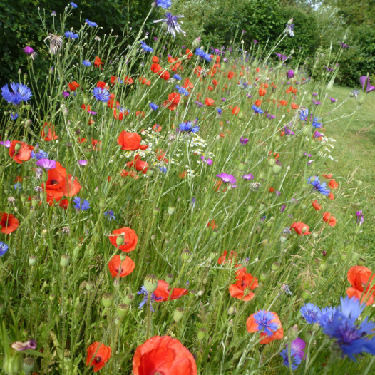 Mélange Prairie fleurie