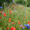 Mélange Prairie fleurie