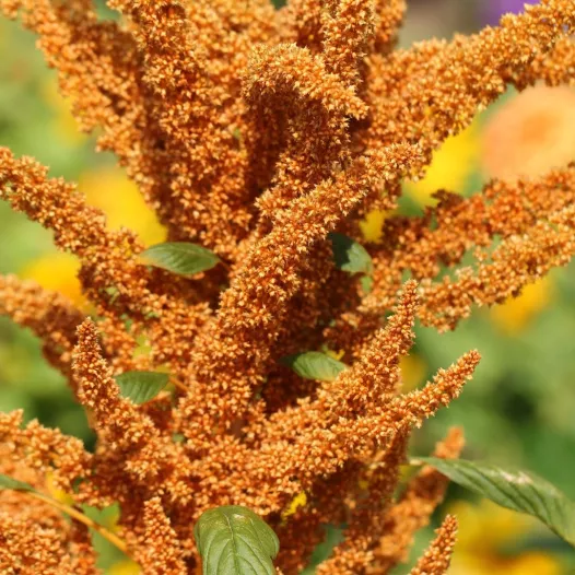 Amarante Golden Amarante Golden