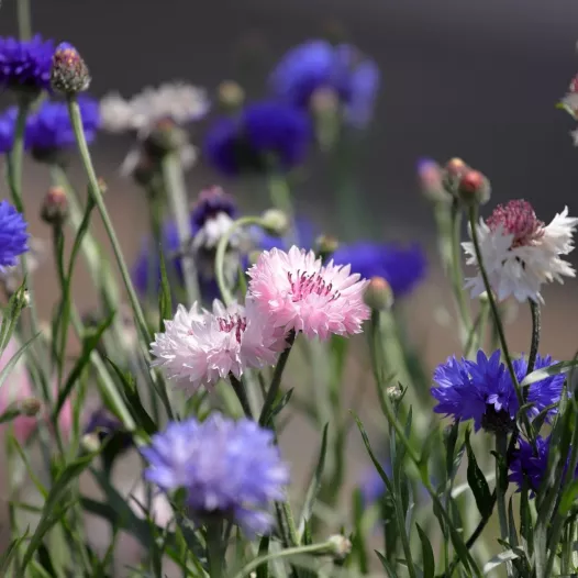 Fleurs de bleuet en mélange