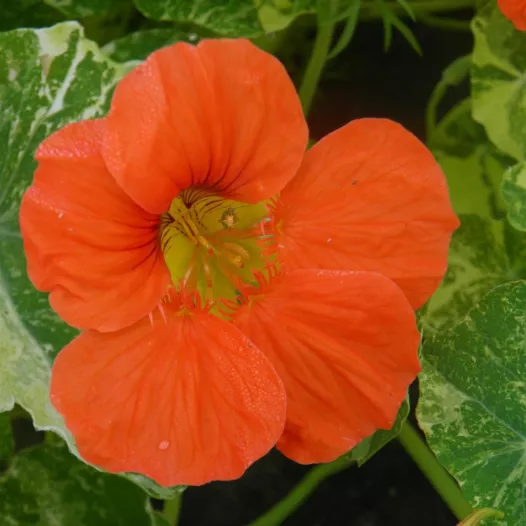 Oostindische kers struik tweekleurig blad Oostindische kers struik tweekleurig blad