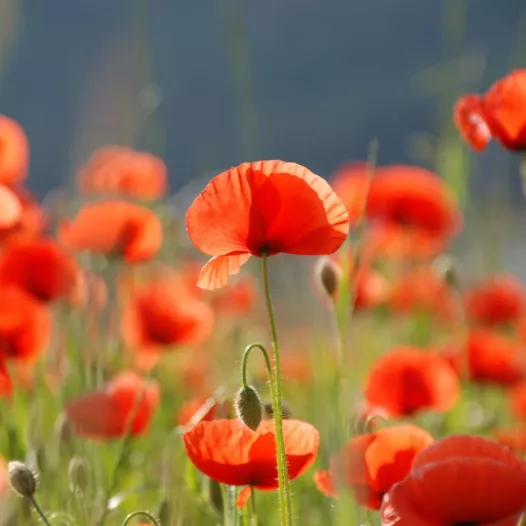 Coquelicot - Fleurs - Semailles