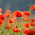 Coquelicot des champs