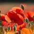 Coquelicot des champs