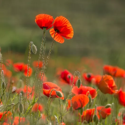 Coquelicot - Fleurs - Semailles