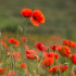 Coquelicot des champs