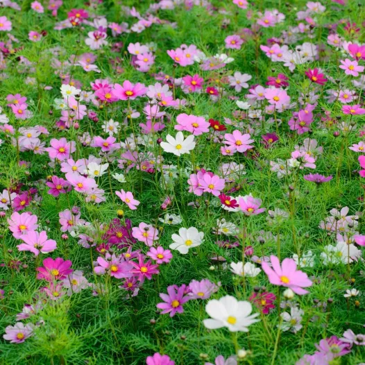 Cosmos Sensation gemengd Cosmos Sensation gemengd