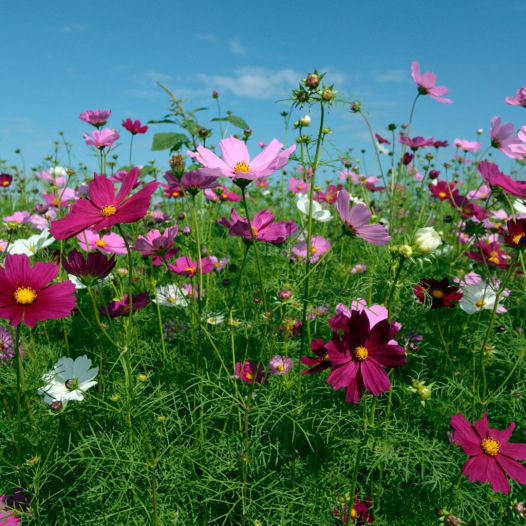 Graines bio et reproductibles de Cosmos Sensation en mélange