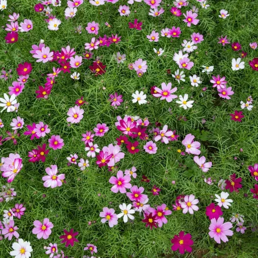 Cosmos Sensation gemengd Cosmos Sensation gemengd