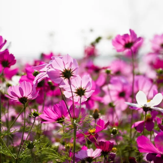 Cosmos rose et mauves - Fleurs - Semailles