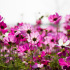 Cosmos Sensation en mélange