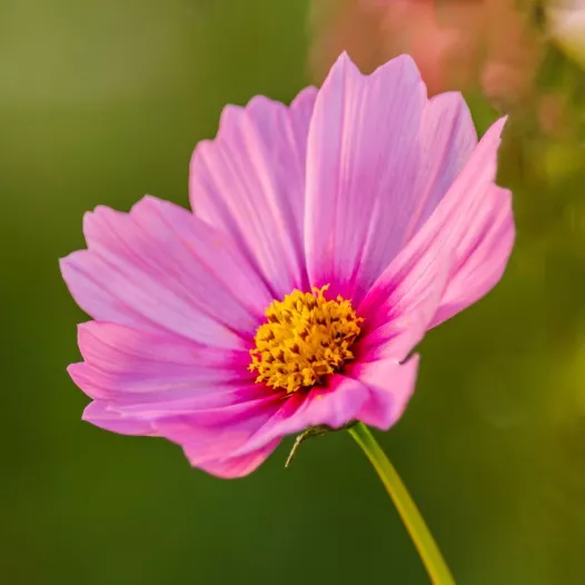 Cosmos rose et mauves - Fleurs - Semailles