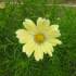 Cosmos Late sensation Yellow