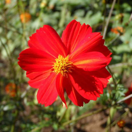 graines bio de cosmos Red Junny