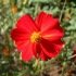 Cosmos Red Junny