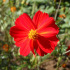 Cosmos Red Junny