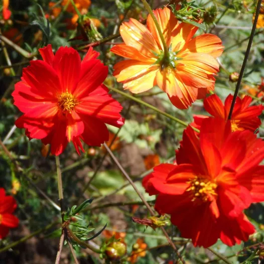 Cosmos Red Junny - Fleurs - Semailles Cosmos Red Junny - Fleurs - Semailles
