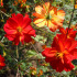 Cosmos Red Junny