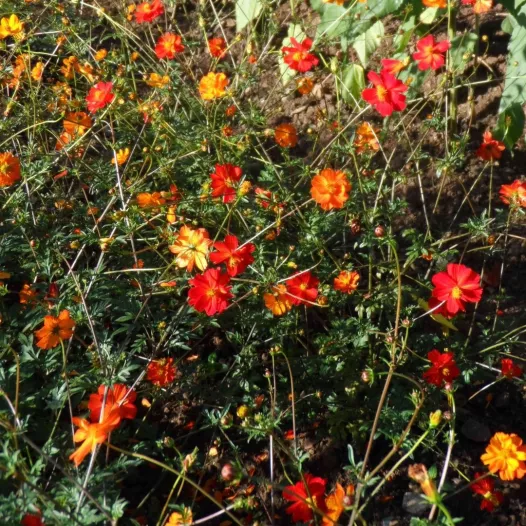 Cosmos Red Junny - Fleurs - Semailles Cosmos Red Junny - Fleurs - Semailles