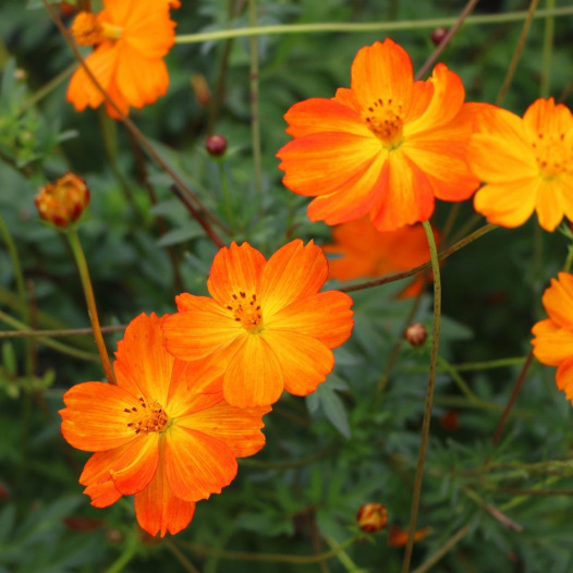 Cosmos oranje
