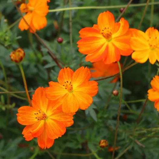 Cosmos Orange - Fleurs - Semailles