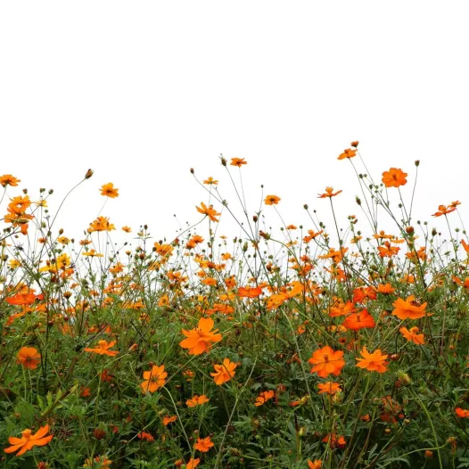 Cosmos Orange - Fleurs - Semailles