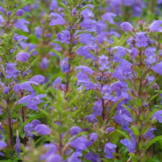 Dracocéphale de Moldavie - Fleurs - Semailles Dracocéphale de Moldavie - Fleurs - Semailles
