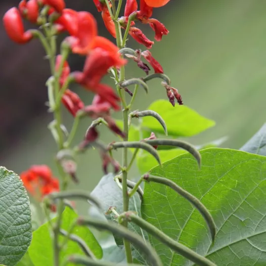 Fleur de Haricot d'Espagne