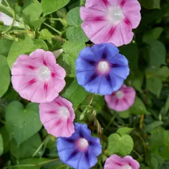 Ipomée en mélange Ipomée en mélange