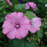 Lavatera, grote bloemen